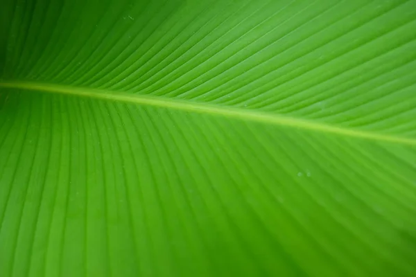 Closeup zöld banán levél textúra, absztrakt banán levél — Stock Fotó