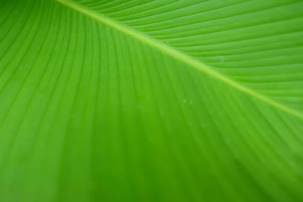 Closeup Textura de folha de banana verde, Abstrato Folha de banana — Fotografia de Stock