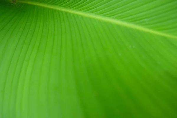 Closeup Textura de folha de banana verde, Abstrato Folha de banana — Fotografia de Stock