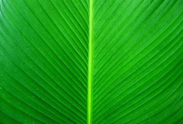 Zbliżenie Zielona tekstura liści bananów, Abstrakcja banan liść — Zdjęcie stockowe