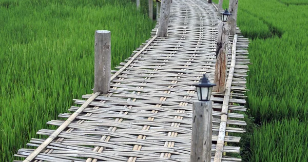 Зеленый рис органическое поле и бамбуковый мост, Красивая сцена — стоковое фото