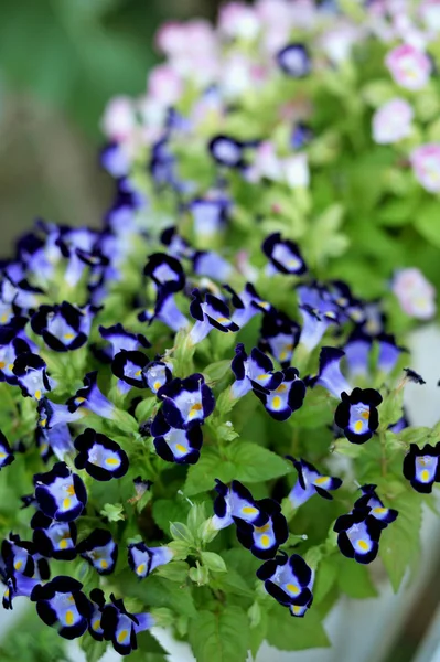 Natural flower background. Amazing nature view of purple flowers