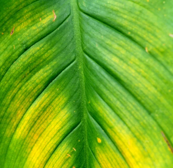 Textura de la hoja, fondo de la hoja. Motivos de la hoja que se produce natural . —  Fotos de Stock