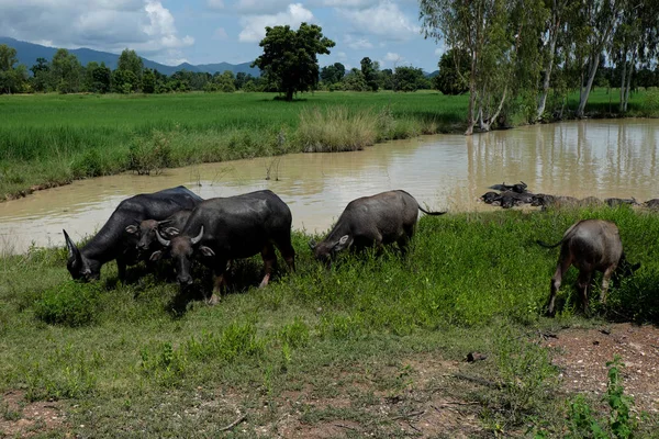 Buffalo standing in a field grasses, rice field background — Stock Photo, Image