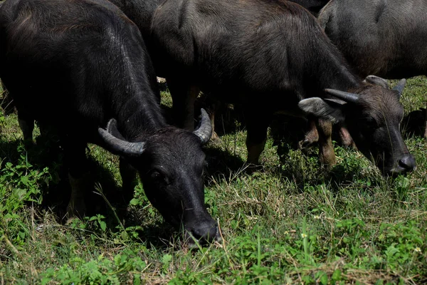 Buffalo standing in a field grasses, rice field background — Stock Photo, Image