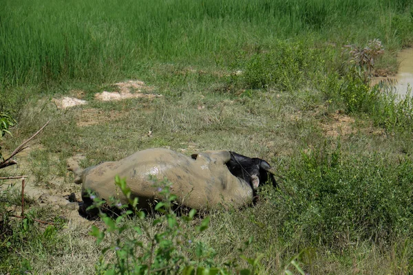 Buffalo standing in a field grasses, rice field background — Stock Photo, Image