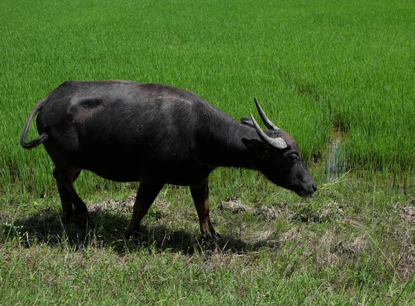 Buffalo stojící v pole trav, rýže pole pozadí — Stock fotografie