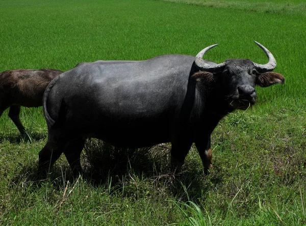 필드 잔디, 쌀 필드 배경에서에서 서 있는 버팔로 — 스톡 사진
