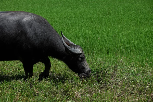 필드 잔디, 쌀 필드 배경에서에서 서 있는 버팔로 — 스톡 사진