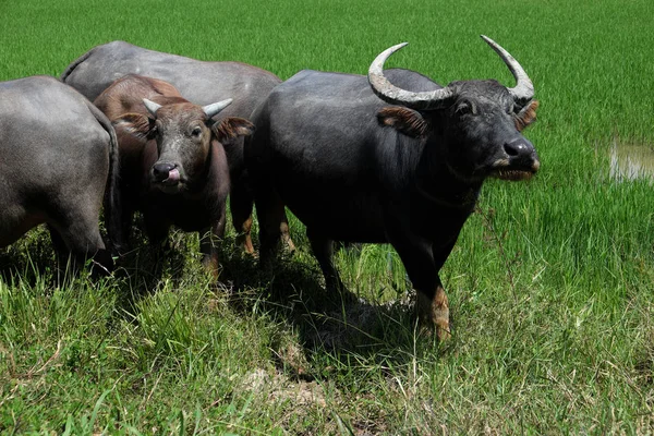 Buffalo στέκεται σε ένα πεδίο χλόες, ρύζι πεδίο φόντο — Φωτογραφία Αρχείου