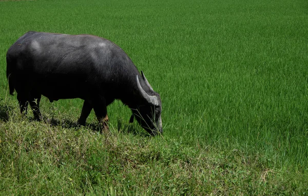 Буффало стоит на поле, на фоне рисового поля — стоковое фото