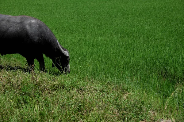 Buffalo standing in a field grasses, rice field background — Stock Photo, Image