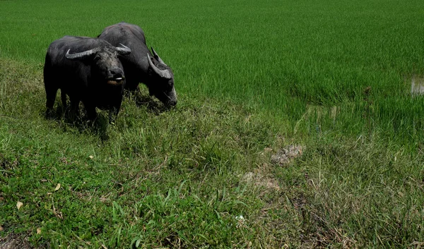 Buffalo standing in a field grasses, rice field background — Stock Photo, Image