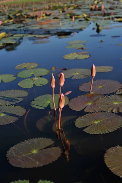 Красивый розовый или лотосный цветок в прудовой природе , — стоковое фото