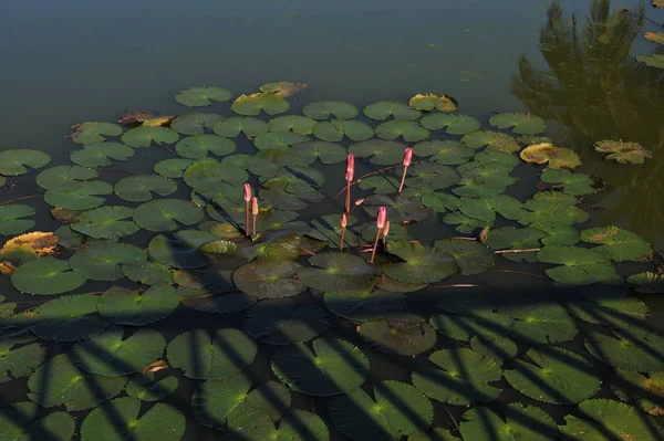 En vacker rosa näckros eller lotusblomma i dammen natur, — Stockfoto