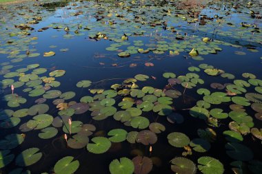 Gölet doğada güzel bir pembe nilüfer veya nilüfer çiçeği, 