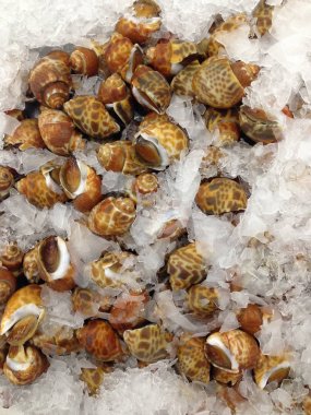 Piyasada buzda taze kabuklu deniz ürünleri