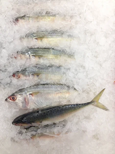 Pescado fresco sobre hielo en el mercado —  Fotos de Stock