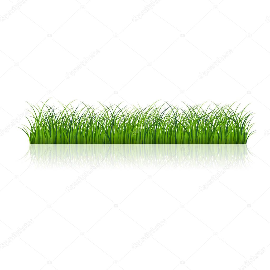 Fragment of a beautiful green grass  isolated on a white, Vector