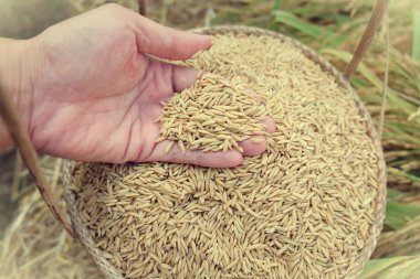 Esmer yasemin pilavı bambu sepeti içinde, koyu ahşap arka planda.