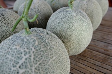 Taze yeşil büyük kavunlar markette, bir sürü kavun. büyük g