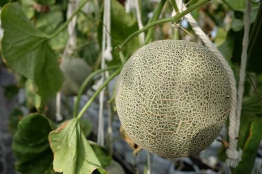 Genç filizlenen Japon kavunları ya da yeşil kavunlar ya da kavun