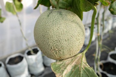 Genç filizlenen Japon kavunları ya da yeşil kavunlar ya da kavun