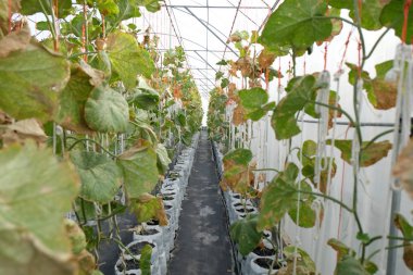 Genç filizlenen Japon kavunları ya da yeşil kavunlar ya da kavun