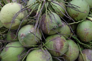 Hindistan cevizi, hindistan cevizi, tropik meyve, doğal arka plan.