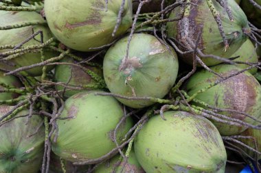 Hindistan cevizi, hindistan cevizi, tropik meyve, doğal arka plan.