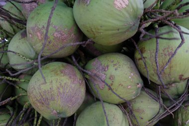 Hindistan cevizi, hindistan cevizi, tropik meyve, doğal arka plan.