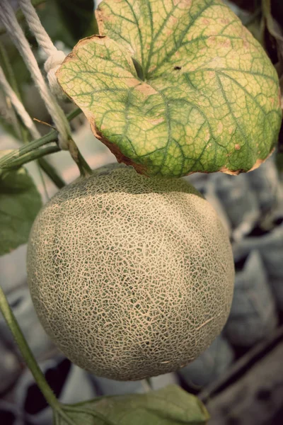 young sprout of Japanese melons or green melons or cantaloupe me