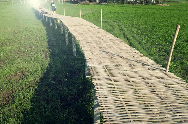 Caminho Madeira Campo Orgânico Arroz Verde Ponte Bambu Bela Cena — Fotografia de Stock