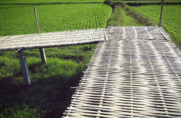 Caminho Madeira Campo Orgânico Arroz Verde Ponte Bambu Bela Cena — Fotografia de Stock