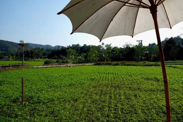 Weißes Regenschirmholz Grünen Garten — Stockfoto