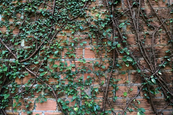 Background Old Vintage Dirty Brick Wall Wall Space — Stock Photo, Image