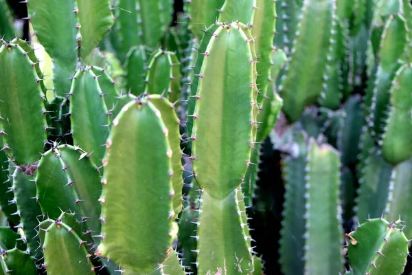 Green San Pedro Cactus Зелений Кактус Колючі Швидкі Шестикутні Форми — стокове фото