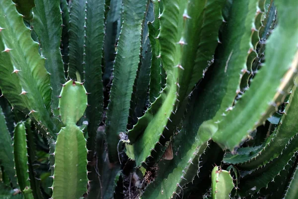 Green San Pedro Cactus Зелений Кактус Колючі Швидкі Шестикутні Форми — стокове фото