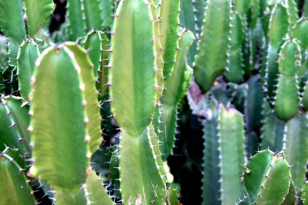 Green San Pedro Cactus Зелений Кактус Колючі Швидкі Шестикутні Форми — стокове фото