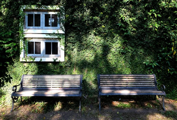 Dům Pokrytý Zeleným Břečťanem Přírodní Pozadí Dřevěné Lavice — Stock fotografie