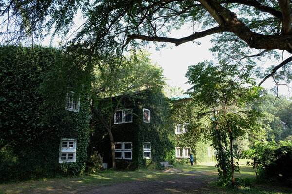 House covered with green ivy natural background.