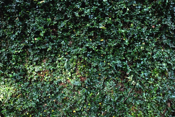 Dom Pokryte Zielonym Bluszczem Naturalne Tło — Zdjęcie stockowe