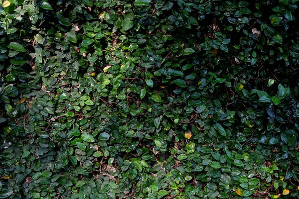 House Covered Green Ivy Natural Background — Stock Photo, Image