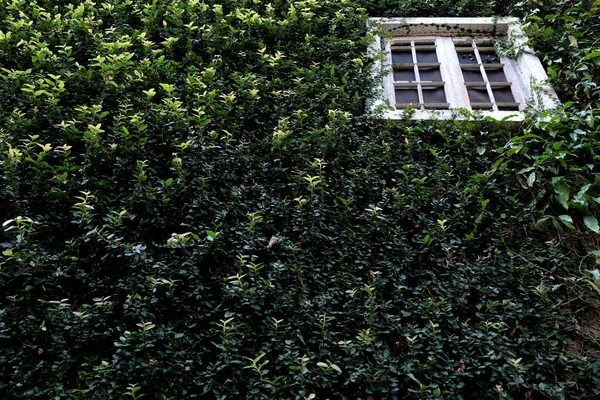 緑のツタで覆われた家自然背景 — ストック写真