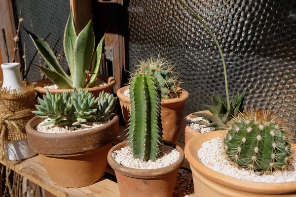 Collection Various Cactus Succulent Plants Different Pots Potted Cactus House — Stock Photo, Image