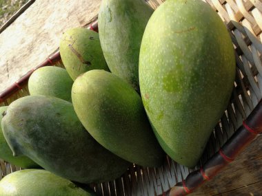sepetin üzerinde yeşil mango ve eski ahşap masa, bir grup mango meyvesi, ekşi ve sağlıklı olmak için yüksek vitamin.