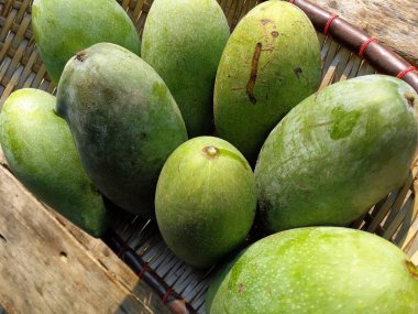 sepetin üzerinde yeşil mango ve eski ahşap masa, bir grup mango meyvesi, ekşi ve sağlıklı olmak için yüksek vitamin.