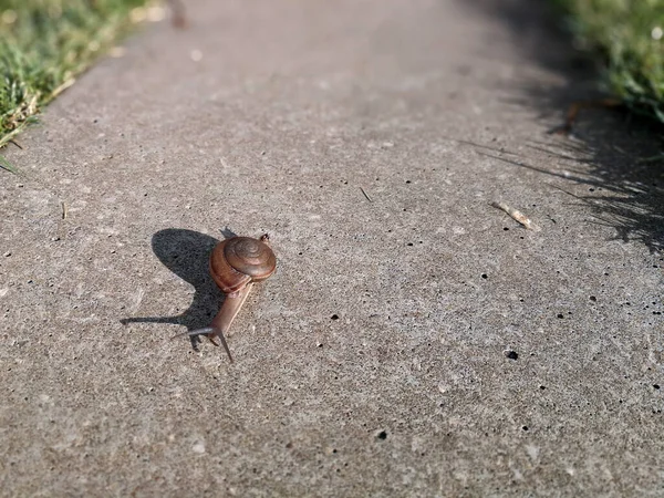 Caracol Curioso Arrastrándose Camino Asfalto Hormigón — Foto de Stock