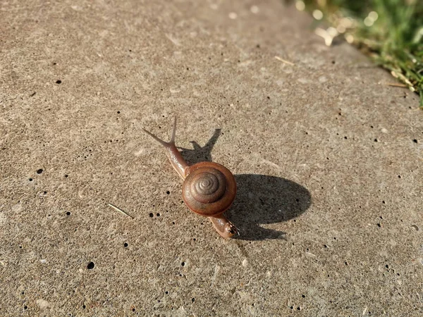 Curieux Escargot Rampant Sur Route Asphaltée Béton — Photo