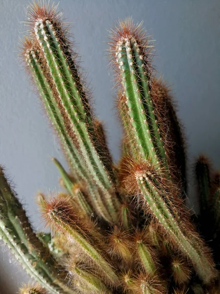Kaktusz Virág Modern Belső Háttér Koncepció — Stock Fotó